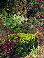 An autumnal border of perennial Sedum, Persicaria and Salvia. A topiary box cube provides structure and container of Pelargonium adds scent.