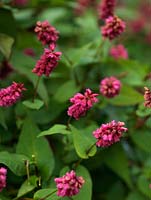 Persicaria amplexicaulis 'Inverleith', a mound forming semi evergreen perennial which produces pink flower spikes from July to mid autumn.
