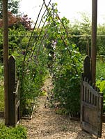 Kitchen garden of 6 rectangular, raised beds. Coppiced hazel rods form arch to support runner beans and sweet peas.