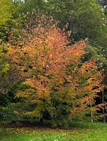 Stewartia koreana, a small showy tree with bright autumn colour
