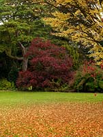 Acer palmatum Senkaki littering the lawn with golden leaves, whilst in the distance is red foliage of Acer palmatum Dissectum