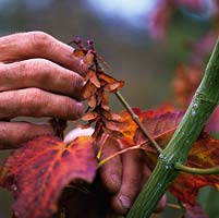 Stephen Lloyd, head gardener. Collecting seed  from species acer - B SWJ6373, probably Acer rufinerve, which he  propagated and planted in 2002.