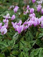Cyclamen hederifolium, autumn flowering cyclamen, a shade loving bulbous perennial with beautifully marked leaves 