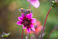 Dahlia 'Blue Bayou' with butterfly