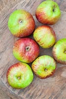 Apple 'Howgate Wonder'. Malus domestica