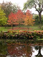 Three Liquidambar styraciflua are reflected in the lake.