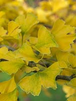 Gingko biloba, Maidenhair tree, has vibrant green leaves that yellow in autumn.