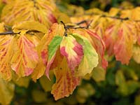 Parrotia persica, Persian Ironwood, a spreading deciduous tree with rich green leaves which, in autumn, turn yellow, red and purple.