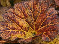 Darmera peltata, an herbaceous perennial with large, deeply veined green leaves which, in autumn, turn red.