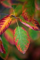 Amelanchier lamarckii, Juneberry, a small tree of shrub that naturally grows multi-stemmed. Deciduous, young bronze leaves turn green alongside a haze of white flowers. In autumn, the leaves turn red and orange.