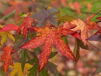 Liquidambar styraciflua Worplesden, a specimen tree with shapely leaves that turn purple, gold and red in autumn.