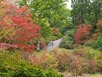 People walking through Exbury Gardens, dwared by trees including  Acer Palmatum Japanese Maples in full autumn colour, alongside oaks and azaleas.