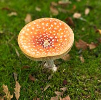 Amanita muscaria var. guessowii, Fly Agaric, toadstool, October