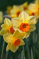 Narcissus 'Dunkeld'
