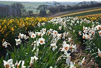 Rows of Narcissi in a commercial daffodil field, Cornwall. Narcissus 'Brideshead' and N. Garden Opera in fields at Fentongollan, Cornwall
