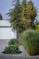 Grantit drive way and border with Alnus glutinosa 'Imperialis' , Miscnathus sinensis 'Morning Light' and jucca filomentosa