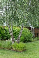 Summer border of birch trees, deciduous shrubs and grasses next to lawn. This set of plants looks good also during tough winter.