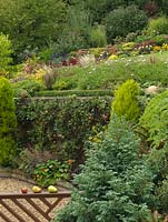 Tall retaining wall up which Cox's apple trees are espaliered.  Conifers add winter structure to each side, heuchera and nasturtium at their feet.