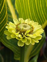 Zinnia elegans 'Envy', an annual with green flowers. Backdrop of canna leaf.