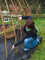 Woman creating a living willow arbour - built by laying weedproof cloth in which uprights are put every 25cm, secured at waist height with binders. Now, weavers are being threaded through.