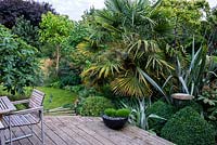 A raised wooden deck with garden furniture for outdoor dining. Planting surrounding the bird bath includes Trachycarpus fortunei, Astelia silver spear, Phormium tenax and Buxus sempervirens topiary with Festuca gautieri in a small black modern container.