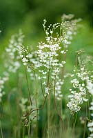 Filipendula vulgaris - dropwort flowering in June.