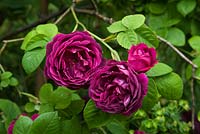 Rosa 'Prince Charles' bourbon rose. June