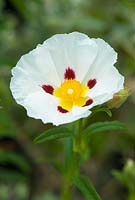 Cistus x dansereaui - Rock rose. May