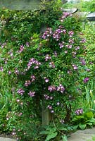 Rosa 'Veilchenblau'. June