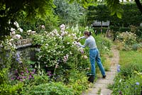 Woman dead-heading shrub rose. Rosa 'Blush Noisette'. 