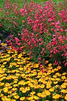 Xerochrysum bracteatum 'Sundaze Flame' with Penstemon 'Schoenholzeri'