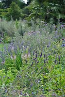 Bee border at Cambridge Botanic Gardens with agastache, verbena, lavender, echium