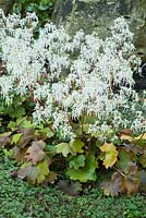 Saxifraga 'Wada'