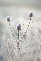 Dipsacus fullonum. Teasel seed heads with frost