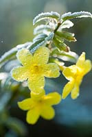 Jasminum nudiflorum. Frosty flowers in late autumn