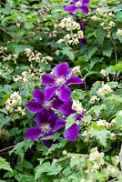 Clematis 'Gipsy Queen' AGM with Clematis rehderiana - Nodding virgin's bower, AGM August.