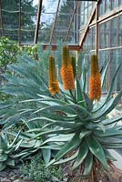 Aloe ferox in glasshouse. Cambridge Botanic Gardens