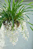 Cymbidium Sarah Jean 'Ice Cascade' growing in a hanging basket in a conservatory