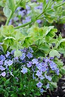 Omphalodes cappadocica 'Starry Eyes' with Helleborus argutifolius