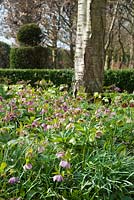 Helleborus x hybridus naturalised in shady bed with snowdrops. 
