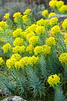 Euphorbia rigida