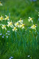 Narcissus 'W.P.Milner' in wild garden with Chionodoxa luciliae