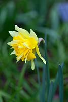 Narcissus 'Telamonius Plenus' - Div 4 - Historical daffodil pre 1620. Syn. N. 'Van Sion'