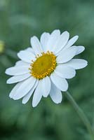 Anthemis punctata subsp. cupaniana