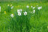 Narcissus poeticus var. recurvus naturalised in wildflower meadow. Madingley Hall, Cambridge.