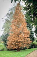 Metasequoia glyptostroboides autumn colour. Madingley Hall, Cambridge