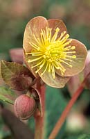 Helleborus lividus