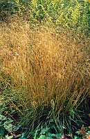 Deschampsia cespitosa 'Goldtau'