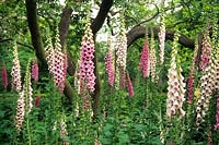 Digitalis purpurea 'Excelsior Hybrids. June.