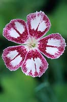 Dianthus 'Gingham Gown'. June.